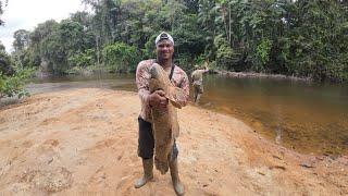 Catching giant Anyumara (Wolffish) and hunting for wild animals  deep in the Surinamese jungle 