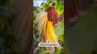 Top 10 Most Beautiful Bird In the world #shorts #birds