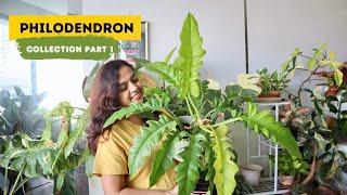 My New Philodendron Collection : Easiest to Most Challenging! 