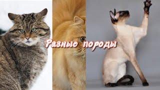 Разные породы кошек. 