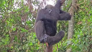 8 yr old rescued Western Lowland Gorilla learning to be a Gorilla (too cute)