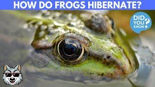 What Happens When Frogs Hibernate? (How to they do it?)