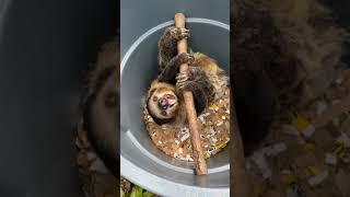 Home Safari – Lightning the sloth – Cincinnati Zoo