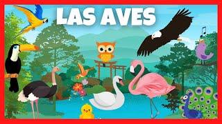 Las AVES para Niños en Español | Sonidos de aves | Videos educativos