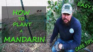 How To Plant a Daisy Mandarin | Citrus