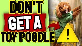 12 Reasons Why You Shouldn'tt Get A Toy Poodle 