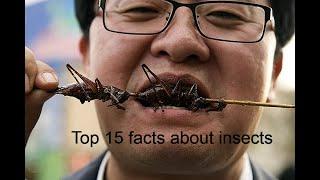 Top 15 facts about insects