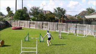 Dog Agility - Front Cross