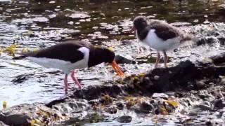 Haematopus ostralegus, Eurasian oystercatcher, tjeld