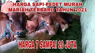 Harga Sapi Pedet Murah Meriah Terbaru Tahun 2021 Harga Mulai 7 Sampai 10 Juta