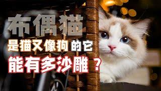 颜值逆天，又猫又狗，它叫布偶猫，它能有多沙雕？