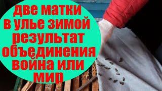 Объединение пчел зимой две матки и два клуба. Результат объединения через месяц.