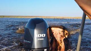 Terrifying Moment a Furious Hippo ATTACKS a Boat!