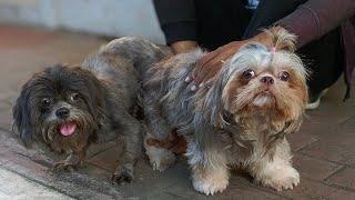 Usapang outside lock at inside lock (shih tzu stud)