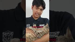 Jangan pelihara kucing kampung! 