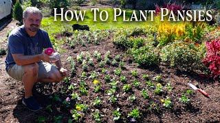 How to Plant Pansies and Snapdragrons