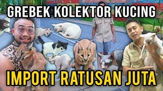 SULIT DIPERCAYA! ORANG INI BANYAK KOLEKSI KUCING IMPORT HARGA RATUSAN JUTA!!