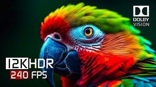BEST OF Dolby Atmos - Dolby Vision HDR 12K 60FPS