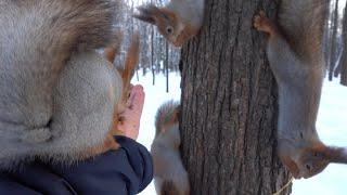 Нашествие голодных белок / The invasion of hungry squirrels