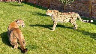 Puma Messi and Cheetah Gerda's walk together FAILED 
