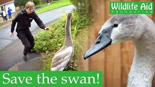 Lost swan PUNCHES rescuer!