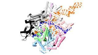 Conformational transitions of the HNH domain in CRISPR-Cas9