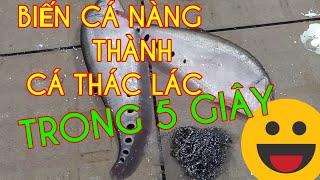 (22)Giá cá nàng,chả cá thác lá, cách biến cá nàng thành cá thác lác,che mắt người | Chợ cá bình điền