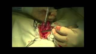 Cystotomy in dogs