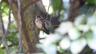 Great-billed Hermit / Ermitaño de Pico Grande (Phaethornis malaris)