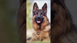 Top 3 Famous DOG Breeds in the world #Top3 #famous #Dog #Breeds #world