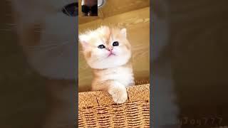 miauu#funny #reels #cat #shortsvideos