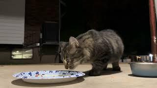 Feeding two starving adorable cats at night