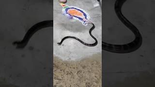 Highly venomous & deadly snake rescue  Common Krait (venomous)