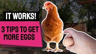 3 Tips to GET MORE EGGS From Your Chickens