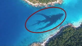 They Discovered a Mysterious Creature off the Oregon Coast, What Happened Next Will Shock You!