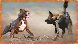 The Pitbull VS African Wild Dogs