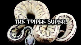 The Rare 'Triple Super' Ball Python!