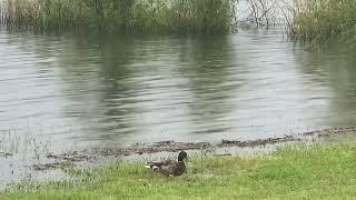 Amazing wild bird is song, wild duck at the lake