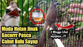 TRUCUKAN Muda hutan bisa JINAK bisa GACOR Simak Tekniknya