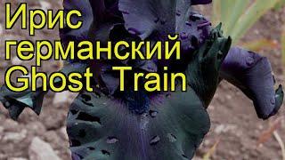 Ирис германский Гост Трейн. Краткий обзор, описание характеристик iris germanica Ghost Train