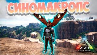 Ark Survival Evolved - Sinomacrops Bondei (Синомакропс). Обзор, как приручить и многое другое!