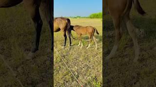 Horse Breeding || Horse corrsing born a new baby wao looking so cool #shortsfeed #viralvideo #viral