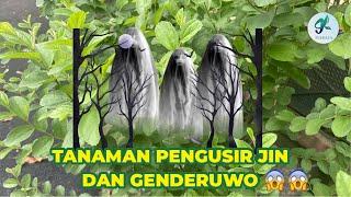 TANAMAN PENGUSIR JIN DAN GENDERUWO