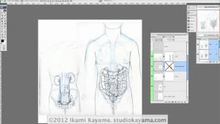 Photoshop Tutorial for Scientific Illustrators: Layering sketches