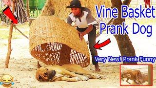 Super Big Vine Basket vs Prank Sleep Dog | New Prank New Funniest Try to stop Laugh 2021