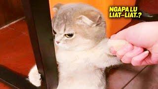 MAKIN MARAH MAKIN GEMESIN.! Momen Ketika Kucing Marah, Suaranya Lucu Banget ~ Kucing Lucu Tiktok