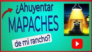 Cómo AHUYENTAR a los MAPACHES de Tu Rancho