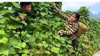 Harvest beans to sell, clean up the chicken coop for a new project.| Phuc and Sua