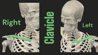 Anatomy of clavicle@ALLSCOPE11