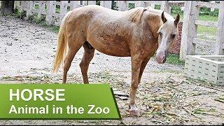 HORSE || Animal in the Zoo || Bangladesh National Zoo, Dhaka